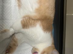 -瑞派紫金宠物医院24小时·骨科·中兽医·重症转诊中心(番禺大石院)
