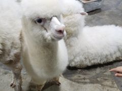 -上海大自然野生昆虫馆(东方明珠·爬宠昆虫探索中心)
