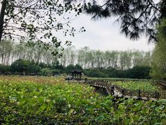 -合肥滨湖国家森林公园