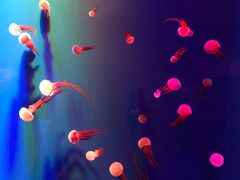 -成都浩海立方海洋公园