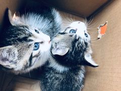 -美联众合动物医院(·中兽医·疑难杂症·严家桥分院)