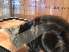 -袖虎·猫馆(体育西路店)