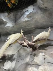 -Zoolung Zoolung动物主题公园(海信广场店)