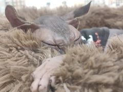 -藏猫猫咖啡主题馆(中央大道店)