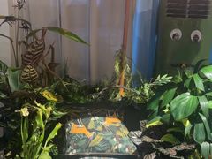 -Thai Basil罗勒叶泰式餐厅(时代天街店)