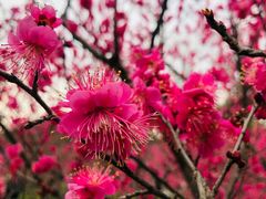 -梅花山(明孝陵内)