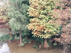 -云溪植物园
