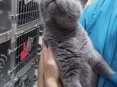-瑞派名望志远动物医院·猫科·內科·异宠专科(直港大道店)
