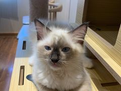 -绒爪撸猫下午茶·猫咖