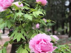 -国家植物园