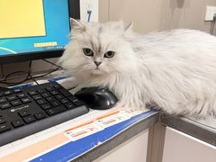 -四月宠物医院·猫专科·心脏专科·内科(转塘店)