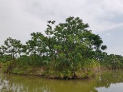 -大湾区中央湿地公园