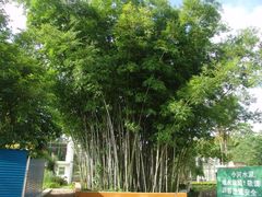 -广西壮族自治区药用植物园