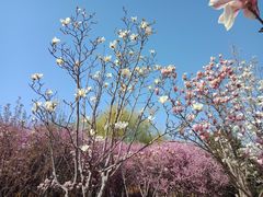 -北京东方普罗旺斯薰衣草庄园