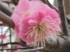 -洛阳市隋唐城遗址植物园