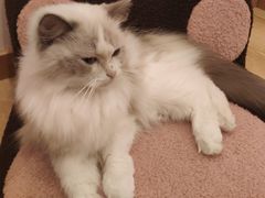 -猫咪派对(江南西店)
