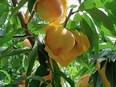 -老袁家蜜桃农场·阳山水蜜桃