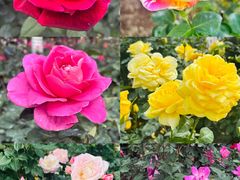 -人民公园(罗湖区)