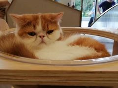 -飞行喵MR PILOT|猫舍·猫咖(静安大融城店)
