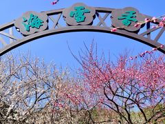 -香雪海