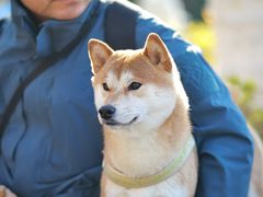 -艾贝尔宠物医院·狂犬免疫点(江山金象城店)