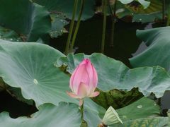 -飞来湖湿地公园