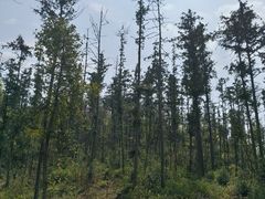 -青龙山国家森林公园