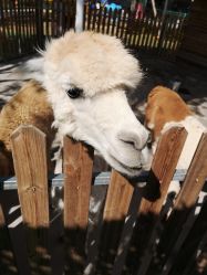 -萌宠亲子动物乐园(槐房万达店)