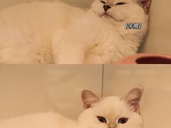 -lincat·猫舍(广州店)