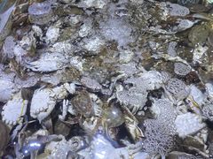 -聚盛源蒸汽海鲜火锅烤肉自助(巨川金海岸购物广场店)