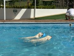 -爪吧宠物乐园 (温榆河示范区店)