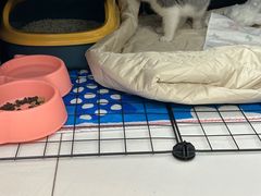 -欣宠猫屋·矮脚拿破仑·蓝金金渐层