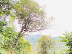 -阳台山森林公园