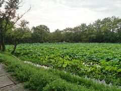 -西溪国家湿地公园