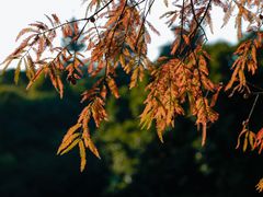 -深圳仙湖植物园
