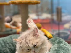 -babydoll猫舍·米努特·德文·缅因(久光中心店)