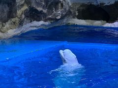 -海合安青岛极地海洋公园