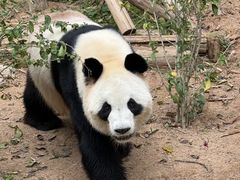 -深圳野生动物园