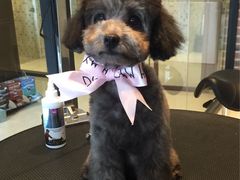 oh&nbsp;my&nbsp;dog-Oh My Dog宠物沙龙(伊珊娜皮毛护理店)