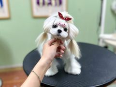 -鑫艺宠物美容培训学校