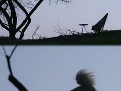 -新建村梅花