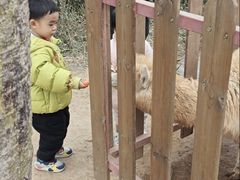 -王借岗森林公园