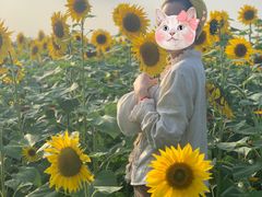 -映月湖中央公园