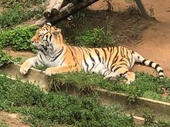 -西霞口神雕山野生动物世界