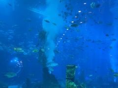 -亚特兰蒂斯•OSSIANO奥西亚诺海底餐厅