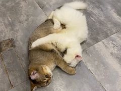 -楼上猫咖(罗湖店)