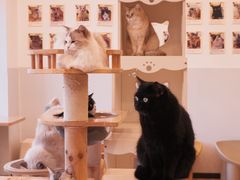 -有喵·猫咖·狗咖·30几只猫10只小狗(岗厦店)