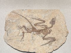 -辽宁古生物博物馆