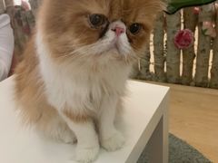 -酷豆宠物咖啡·宠物美食·撸猫馆