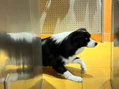 -MARSMART PETS火星宠物超市(1733店)